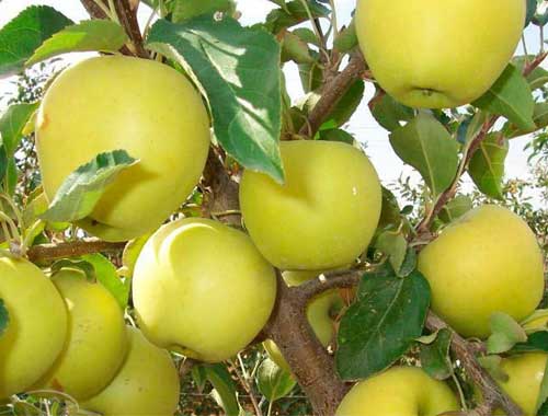 Здоровье яблонь