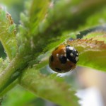 божьи коровки