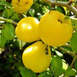 айва японская