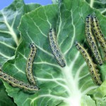 огородные вредители