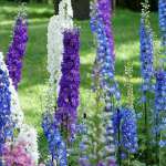 обрезка цветов