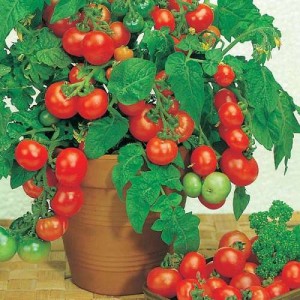 помидоры на подоконнике