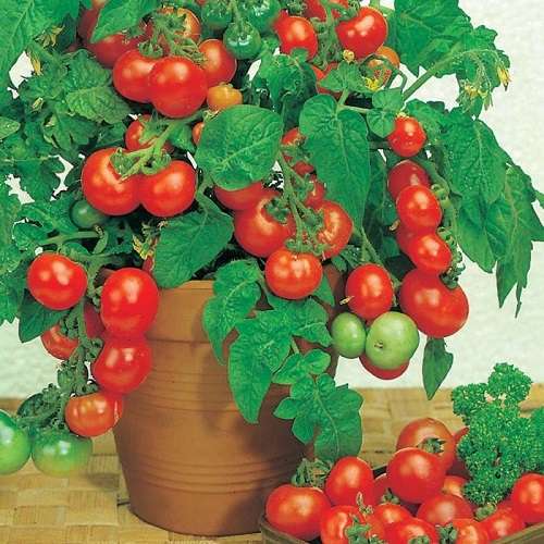 помидоры в горшке на подоконнике сорта