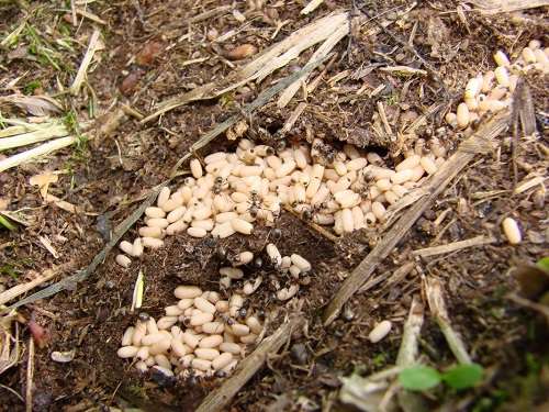 муравьи в огороде