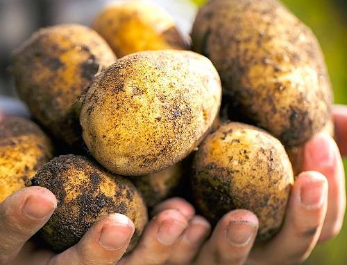 размножение картофеля