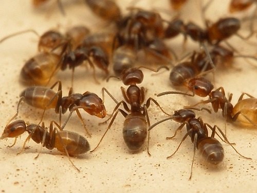 муравьи 