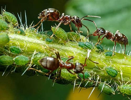 муравьи 