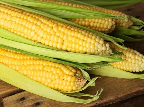 кукуруза 